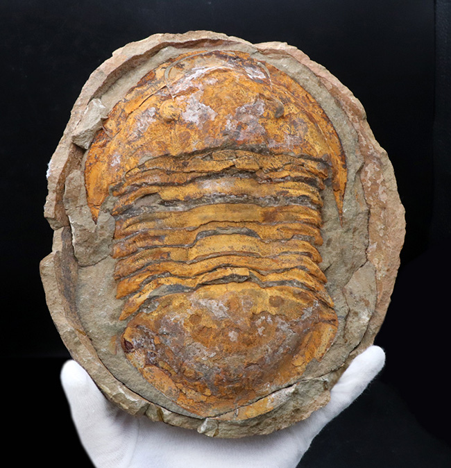 非常に希少!20センチ近い巨大なモロッコ産のアサフス(Asaphid trilobites)のネガポジ標本、しかもパーフェクトなノジュールを形成!(その2)