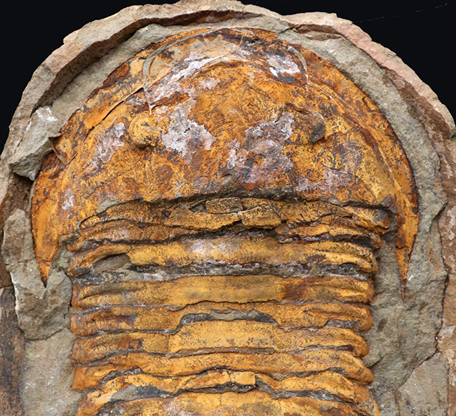 非常に希少!20センチ近い巨大なモロッコ産のアサフス(Asaphid trilobites)のネガポジ標本、しかもパーフェクトなノジュールを形成!(その3)