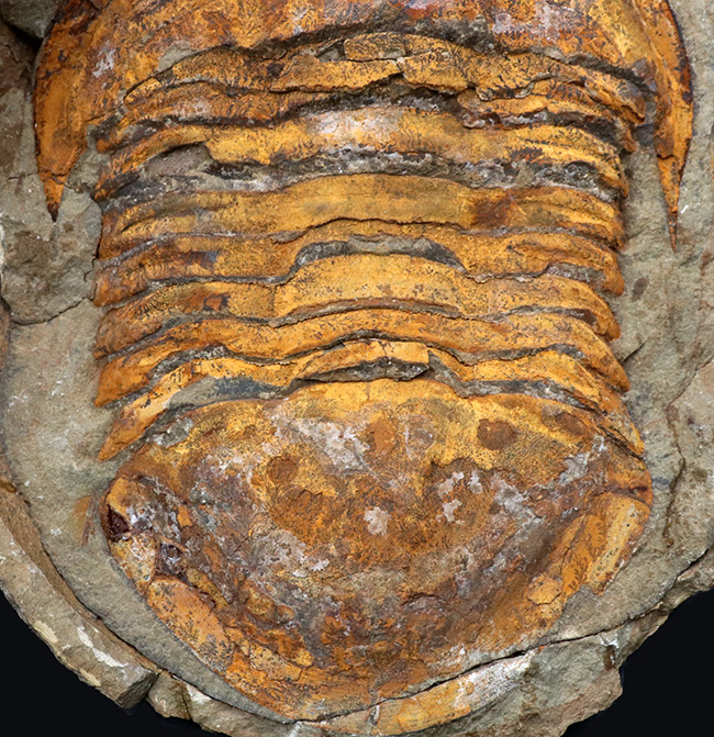 非常に希少！２０センチ近い巨大なモロッコ産のアサフス（Asaphid trilobites）のネガポジ標本、しかもパーフェクトなノジュールを形成！（その4）