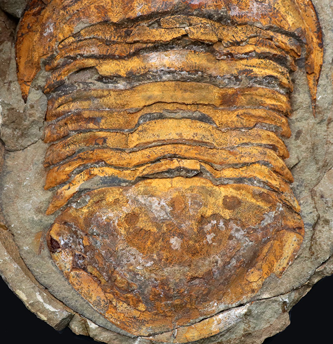 非常に希少!20センチ近い巨大なモロッコ産のアサフス(Asaphid trilobites)のネガポジ標本、しかもパーフェクトなノジュールを形成!(その4)