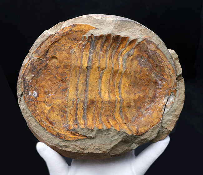 非常に希少!20センチ近い巨大なモロッコ産のアサフス(Asaphid trilobites)のネガポジ標本、しかもパーフェクトなノジュールを形成!(その5)