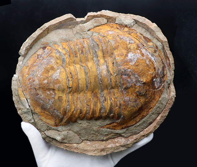 非常に希少!20センチ近い巨大なモロッコ産のアサフス(Asaphid trilobites)のネガポジ標本、しかもパーフェクトなノジュールを形成!(その6)