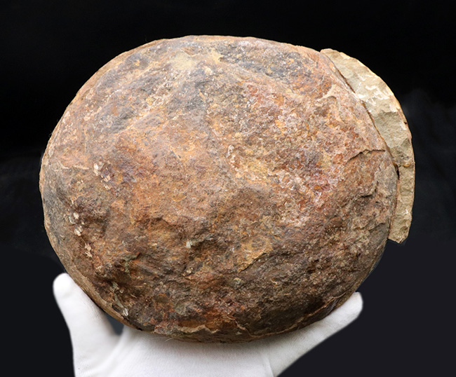 非常に希少!20センチ近い巨大なモロッコ産のアサフス(Asaphid trilobites)のネガポジ標本、しかもパーフェクトなノジュールを形成!(その7)