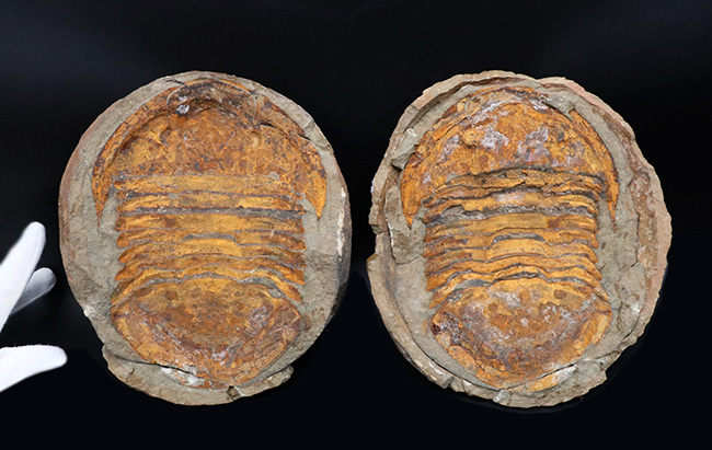 非常に希少!20センチ近い巨大なモロッコ産のアサフス(Asaphid trilobites)のネガポジ標本、しかもパーフェクトなノジュールを形成!(その8)