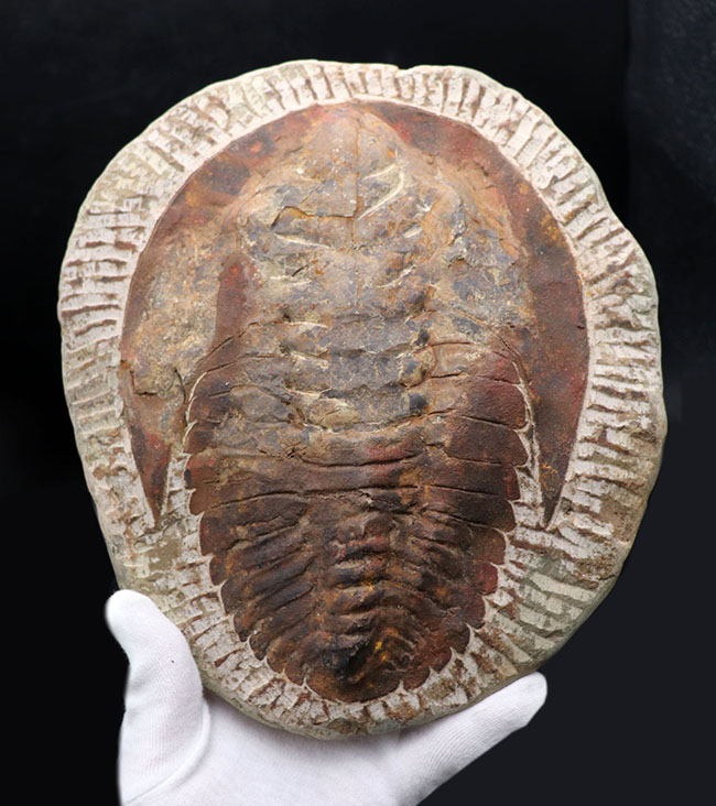 最初期の大型三葉虫、アンダルシアナ(Andalsiana)の化石(その3)