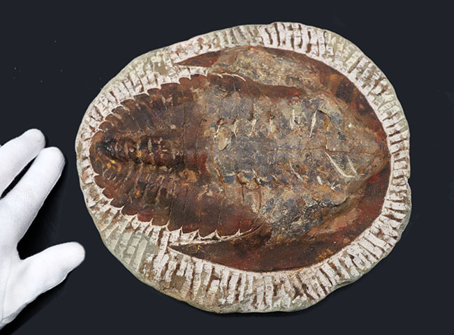 最初期の大型三葉虫、アンダルシアナ(Andalsiana)の化石(その4)
