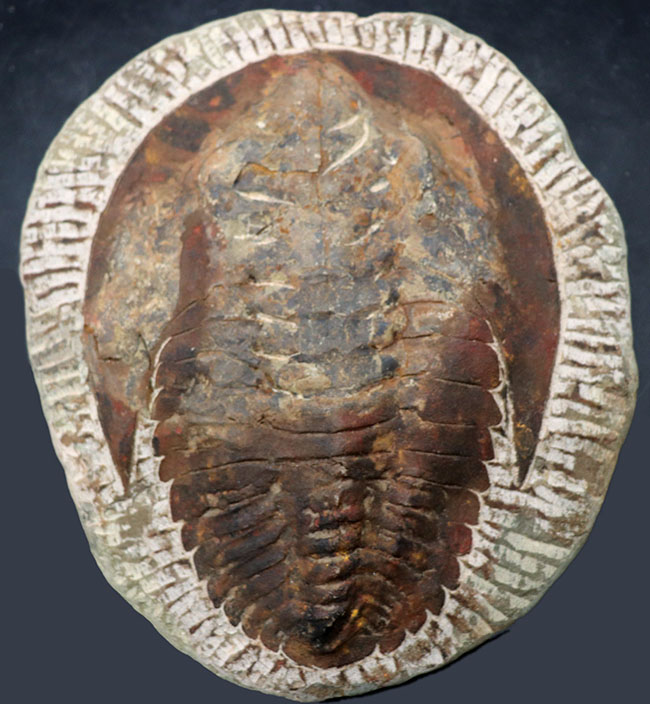 最初期の大型三葉虫、アンダルシアナ（Andalsiana）の化石（その6）