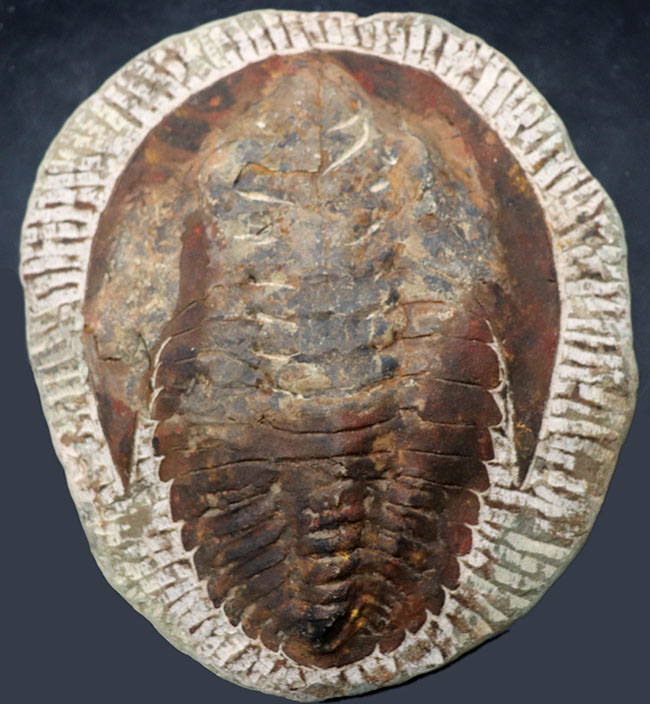 最初期の大型三葉虫、アンダルシアナ(Andalsiana)の化石(その6)
