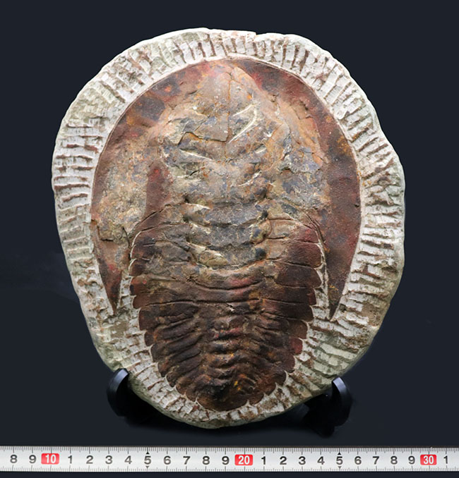最初期の大型三葉虫、アンダルシアナ(Andalsiana)の化石(その7)