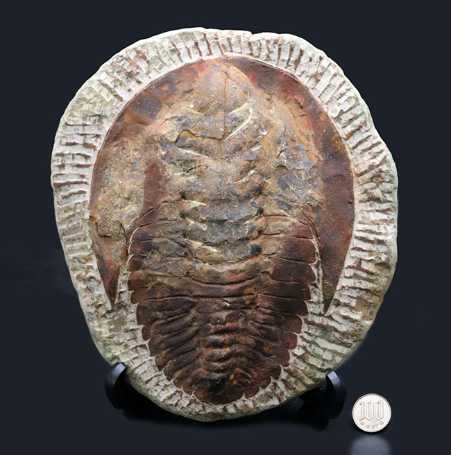 最初期の大型三葉虫、アンダルシアナ(Andalsiana)の化石(その8)