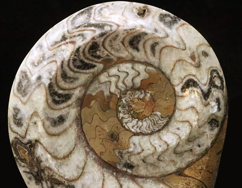 卓上を飾る太古のアート……直径約13cm、重厚な厚みを持つゴニアタイト（Goniatite）の上質個体（その2）