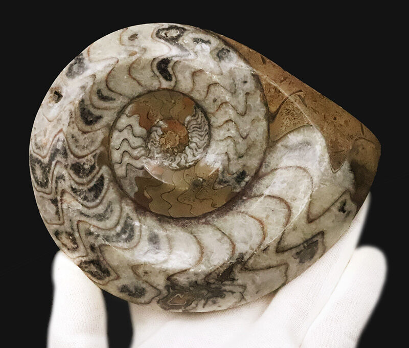 卓上を飾る太古のアート……直径約13cm、重厚な厚みを持つゴニアタイト（Goniatite）の上質個体（その3）