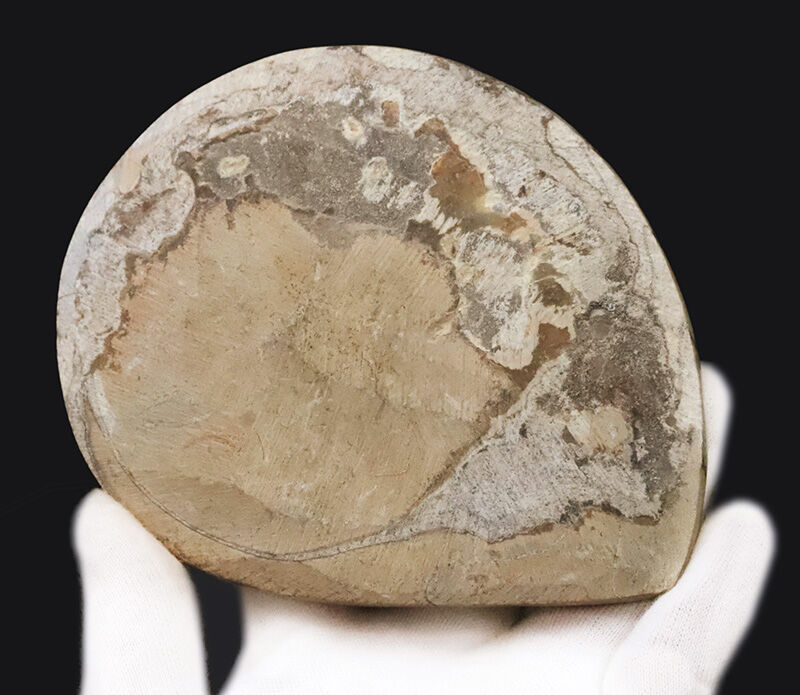 卓上を飾る太古のアート……直径約13cm、重厚な厚みを持つゴニアタイト（Goniatite）の上質個体（その4）