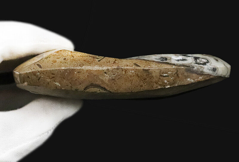 卓上を飾る太古のアート……直径約13cm、重厚な厚みを持つゴニアタイト（Goniatite）の上質個体（その5）