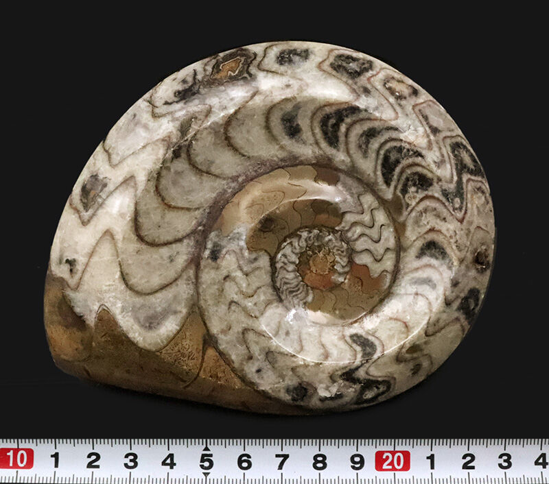 卓上を飾る太古のアート……直径約13cm、重厚な厚みを持つゴニアタイト（Goniatite）の上質個体（その6）