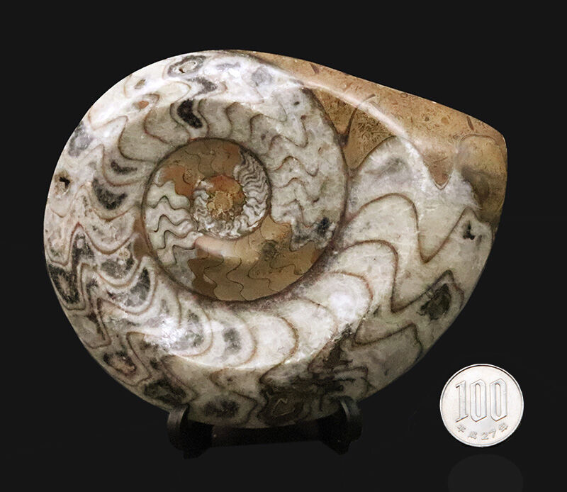 卓上を飾る太古のアート……直径約13cm、重厚な厚みを持つゴニアタイト（Goniatite）の上質個体（その7）
