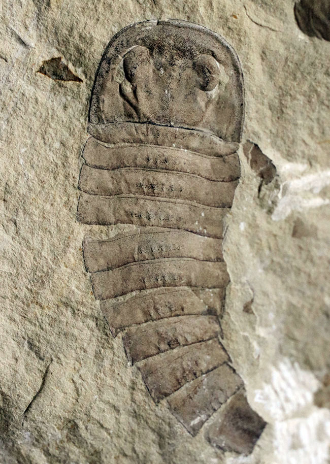 ネガポジ両方あり！遠目で見ても味わい深いが、近づいてみると、そのディティールの保存状態に驚愕必至！古生代シルル紀のハンター、ウミサソリ、ユーリプテルス（Eurypterus tetragonophthalmus）の全身化石（その1）