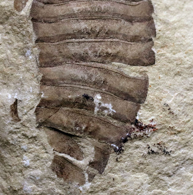 ネガポジ両方あり！遠目で見ても味わい深いが、近づいてみると、そのディティールの保存状態に驚愕必至！古生代シルル紀のハンター、ウミサソリ、ユーリプテルス（Eurypterus tetragonophthalmus）の全身化石（その10）