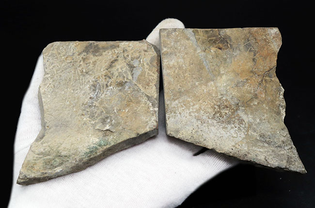 ネガポジ両方あり！遠目で見ても味わい深いが、近づいてみると、そのディティールの保存状態に驚愕必至！古生代シルル紀のハンター、ウミサソリ、ユーリプテルス（Eurypterus tetragonophthalmus）の全身化石（その6）
