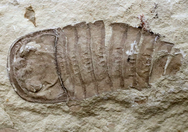 ネガポジ両方あり！遠目で見ても味わい深いが、近づいてみると、そのディティールの保存状態に驚愕必至！古生代シルル紀のハンター、ウミサソリ、ユーリプテルス（Eurypterus tetragonophthalmus）の全身化石（その7）