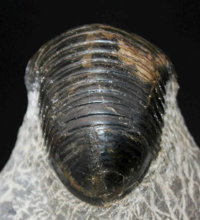 一品限り!極めてレアな三葉虫、パラホマロノトゥス(Parahomalonotus)の化石(その1)
