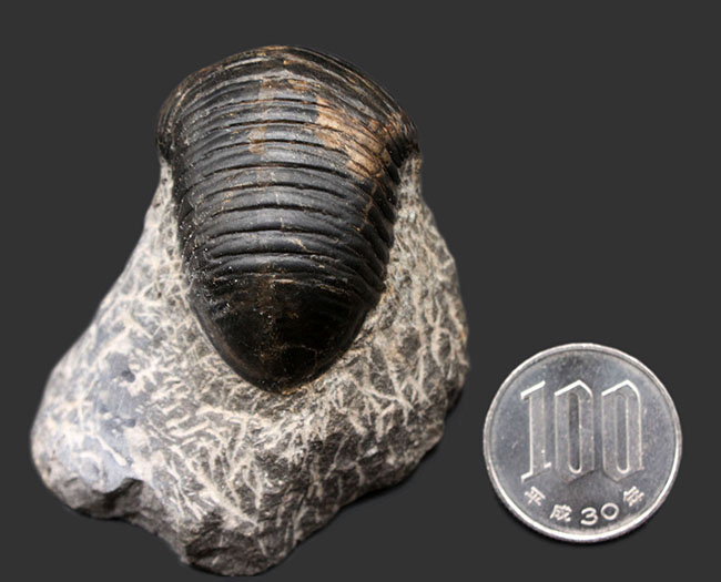 一品限り！極めてレアな三葉虫、パラホマロノトゥス（Parahomalonotus）の化石（その10）