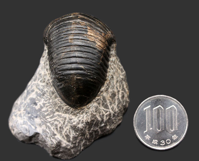 一品限り!極めてレアな三葉虫、パラホマロノトゥス(Parahomalonotus)の化石(その10)