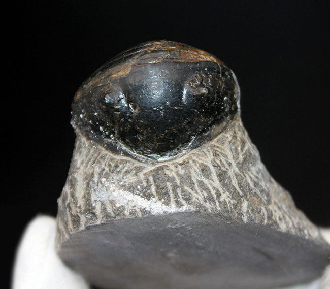 一品限り!極めてレアな三葉虫、パラホマロノトゥス(Parahomalonotus)の化石(その2)