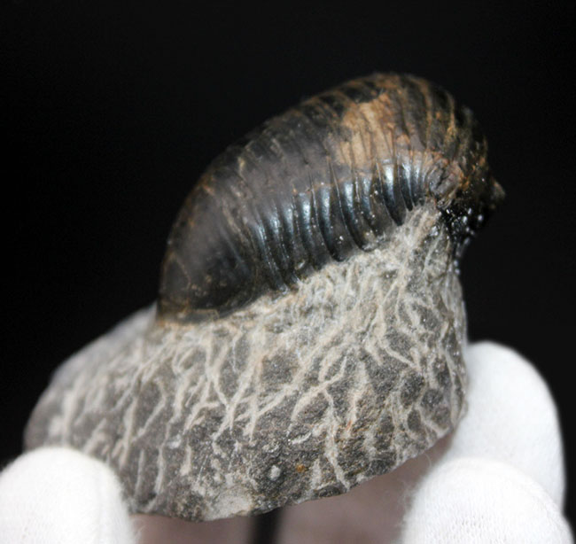 一品限り!極めてレアな三葉虫、パラホマロノトゥス(Parahomalonotus)の化石(その3)