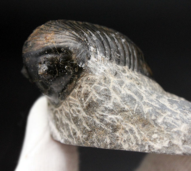 一品限り!極めてレアな三葉虫、パラホマロノトゥス(Parahomalonotus)の化石(その4)