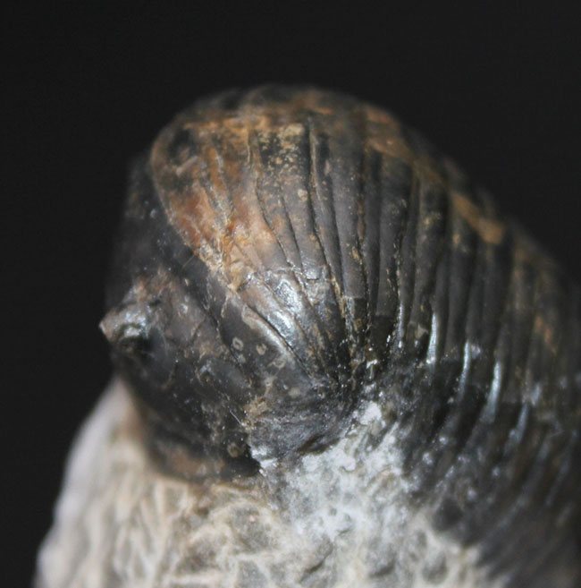 一品限り！極めてレアな三葉虫、パラホマロノトゥス（Parahomalonotus）の化石（その5）