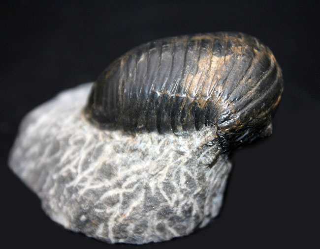 一品限り!極めてレアな三葉虫、パラホマロノトゥス(Parahomalonotus)の化石(その6)