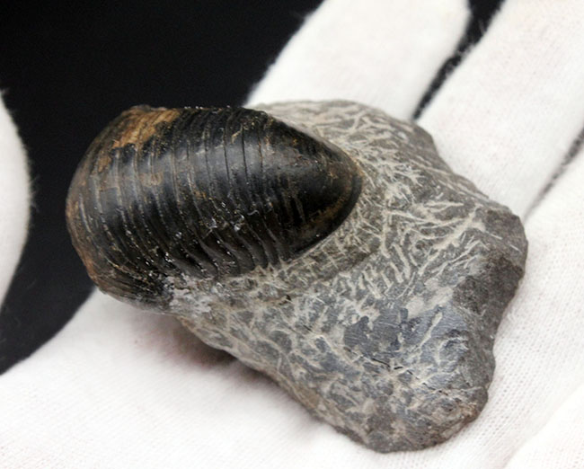 一品限り！極めてレアな三葉虫、パラホマロノトゥス（Parahomalonotus）の化石（その8）