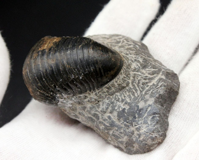 一品限り!極めてレアな三葉虫、パラホマロノトゥス(Parahomalonotus)の化石(その8)