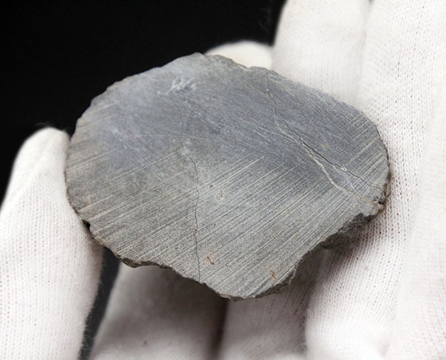 一品限り!極めてレアな三葉虫、パラホマロノトゥス(Parahomalonotus)の化石(その9)