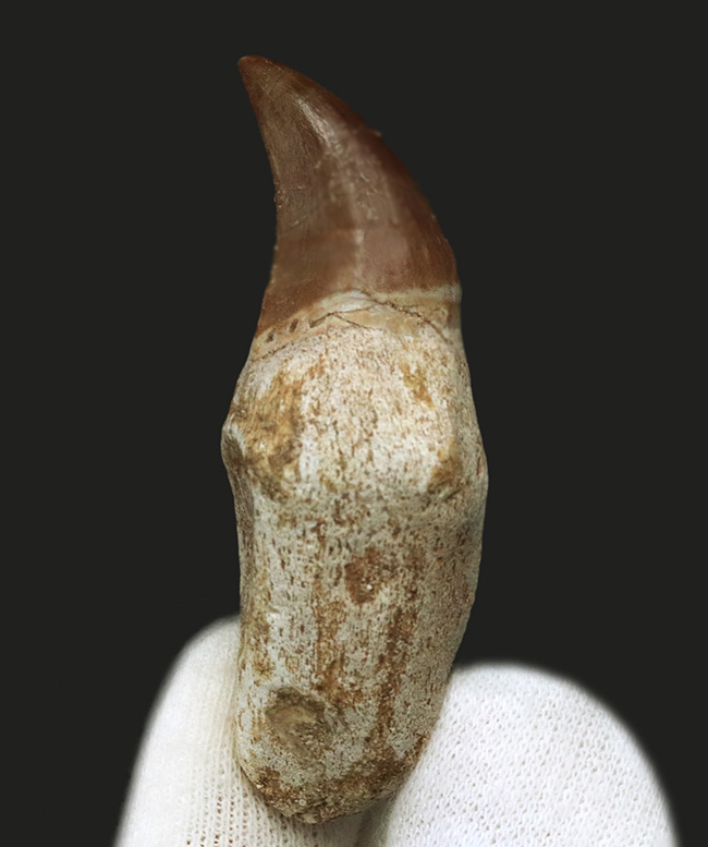ちょっと珍しい歯根付きのモササウルス(Mosasaurus)の歯化石(その1)
