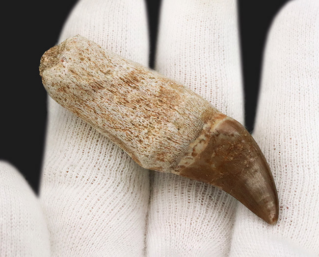 ちょっと珍しい歯根付きのモササウルス(Mosasaurus)の歯化石(その3)