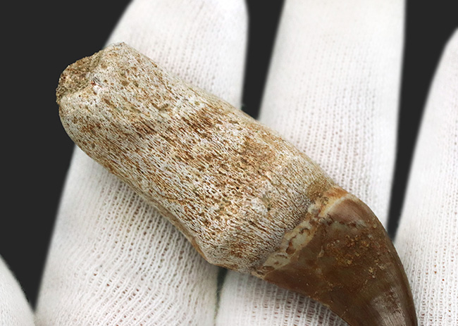 美品 歯根付き モササウルス 化石 歯 楽天市場】【送料無料】【モササウルス/化石/歯/恐竜】特大 歯根