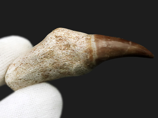 ちょっと珍しい歯根付きのモササウルス（Mosasaurus）の歯化石 海の