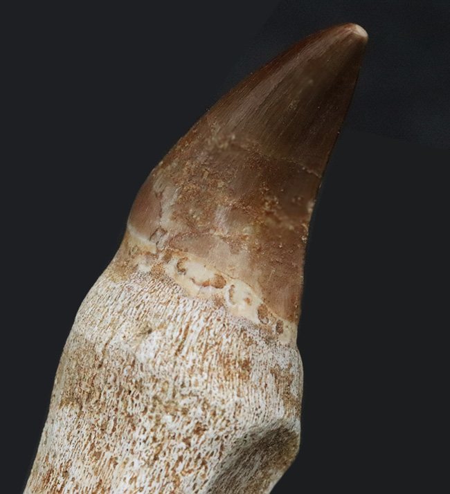 ちょっと珍しい歯根付きのモササウルス（Mosasaurus）の歯化石 海の