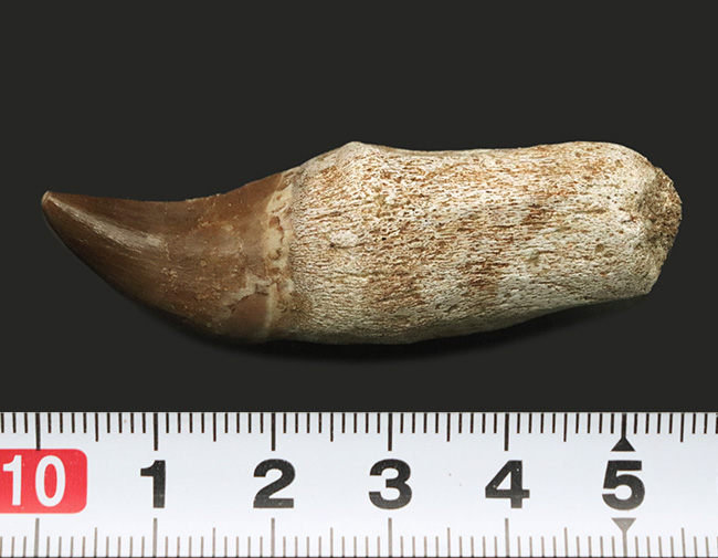 ちょっと珍しい歯根付きのモササウルス(Mosasaurus)の歯化石(その9)