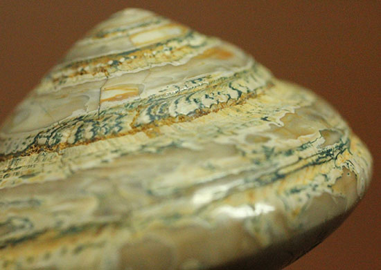 ひそかな人気を博す、何とも可愛らしい形が特徴的なマダガスカル産巻き貝化石（腕足類）（その3）