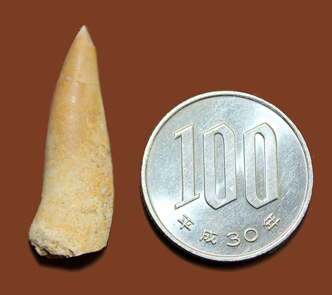 白亜紀後期の海に棲息した恐ろしい巨大魚、エンコダス（Enchodus