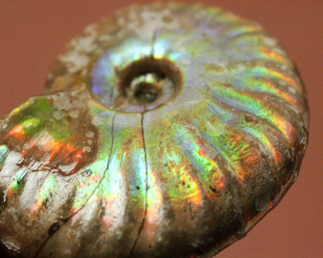 濃い虹色が両面に出現。白亜紀、マダガスカル産の遊色アンモナイト（Cleoniceras）（その10）