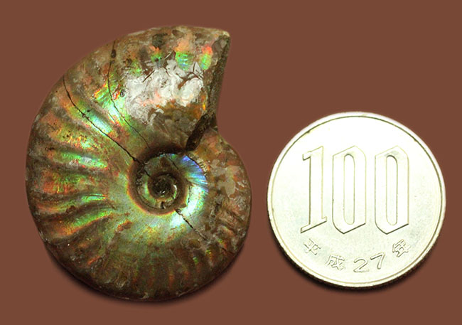 濃い虹色が両面に出現。白亜紀、マダガスカル産の遊色アンモナイト(Cleoniceras)(その12)