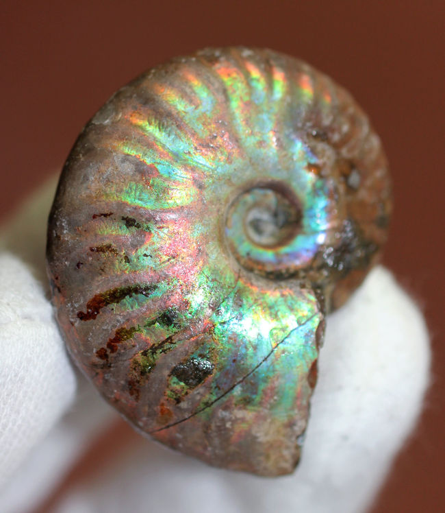 濃い虹色が両面に出現。白亜紀、マダガスカル産の遊色アンモナイト（Cleoniceras）（その3）