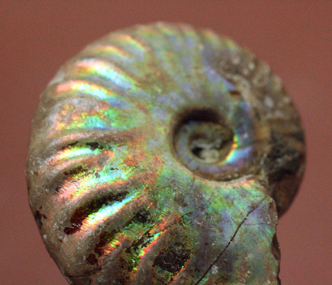 濃い虹色が両面に出現。白亜紀、マダガスカル産の遊色アンモナイト（Cleoniceras）（その4）