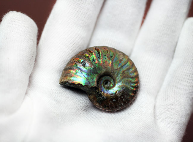 濃い虹色が両面に出現。白亜紀、マダガスカル産の遊色アンモナイト(Cleoniceras)(その5)