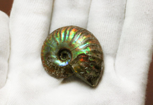 濃い虹色が両面に出現。白亜紀、マダガスカル産の遊色アンモナイト(Cleoniceras)(その6)