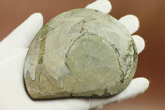 幾何学模様が人気の古いタイプの頭足類、ゴニアタイト(Goniatite)の高品位標本（その5）